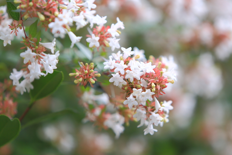 lawn care Lawn maintenance